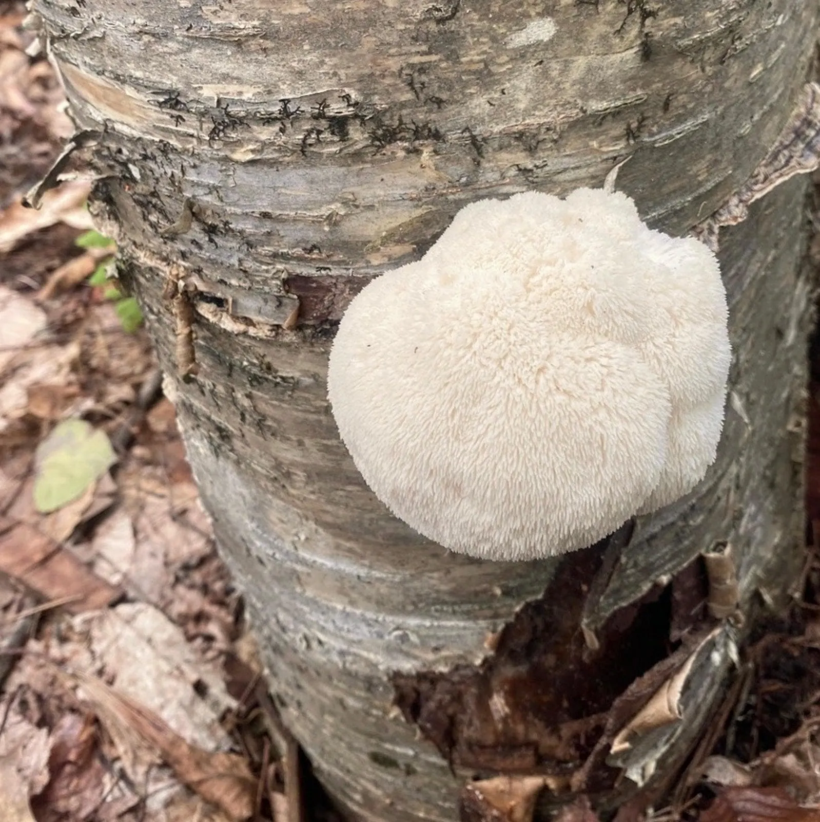 Organic Lion's Mane Mushroom Plug Spawn